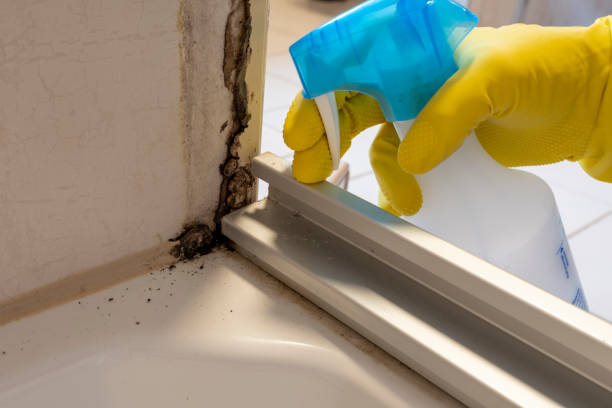 Best Mold Damage Restoration  in Folcroft, PA